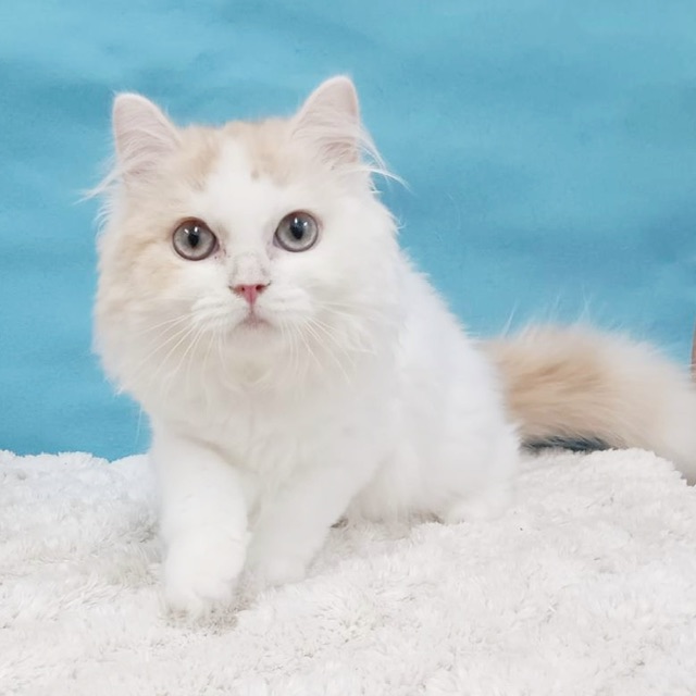 千葉県のラガマフィン (かねだい四街道店/2025年6月22日生まれ/男の子/クリームタビーホワイト)の子猫の1枚目の画像