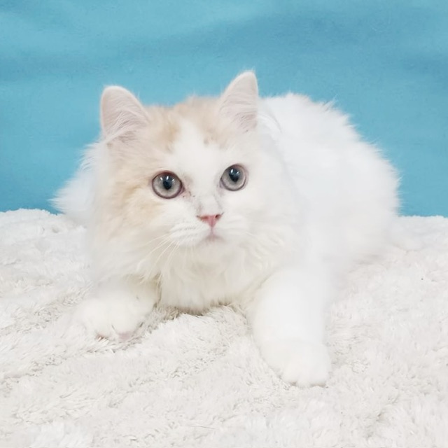 千葉県のラガマフィン (かねだい四街道店/2025年6月22日生まれ/男の子/クリームタビーホワイト)の子猫の2枚目の画像