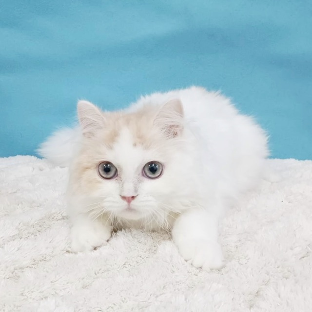 千葉県のラガマフィン (かねだい四街道店/2025年6月22日生まれ/男の子/クリームタビーホワイト)の子猫の3枚目の画像