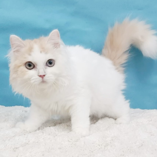 千葉県のラガマフィン (かねだい四街道店/2025年6月22日生まれ/男の子/クリームタビーホワイト)の子猫の4枚目の画像