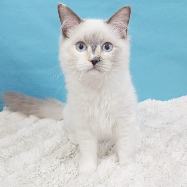 千葉県のラグドール (かねだい四街道店/2025年5月14日生まれ/女の子/シールポイント)の子猫の1枚目の画像