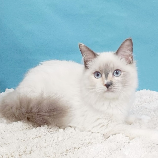 千葉県のラグドール (かねだい四街道店/2025年5月14日生まれ/女の子/シールポイント)の子猫の2枚目の画像
