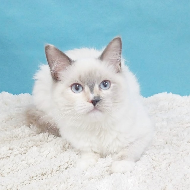 千葉県のラグドール (かねだい四街道店/2025年5月14日生まれ/女の子/シールポイント)の子猫の3枚目の画像