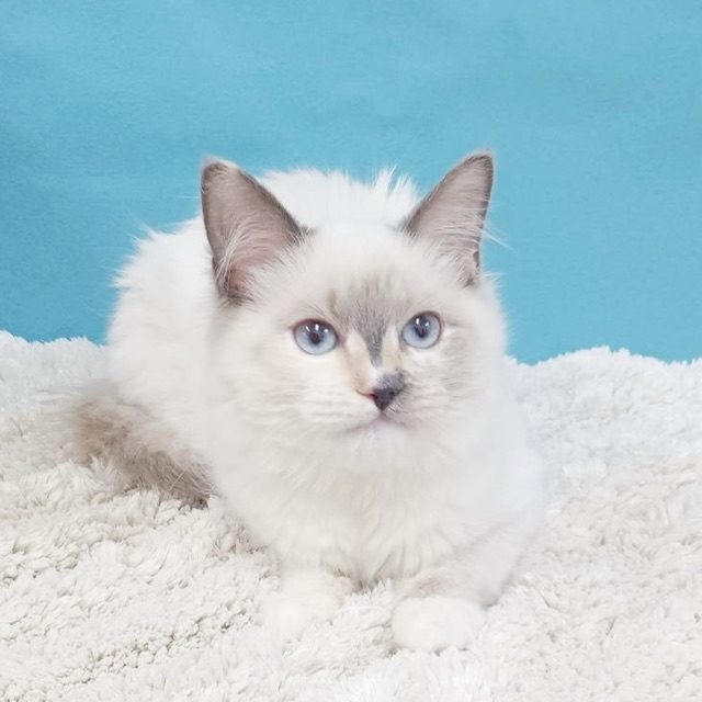 千葉県のラグドール (かねだい四街道店/2025年5月14日生まれ/女の子/シールポイント)の子猫の4枚目の画像