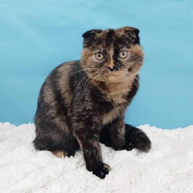 千葉県のスコティッシュフォールド (かねだい四街道店/2025年7月4日生まれ/女の子/トーティーシェル)の子猫の1枚目の画像