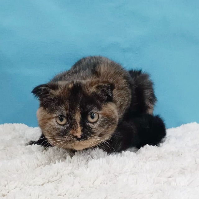 千葉県のスコティッシュフォールド (かねだい四街道店/2025年7月4日生まれ/女の子/トーティーシェル)の子猫の2枚目の画像