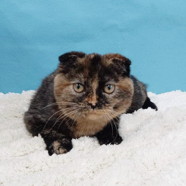 千葉県のスコティッシュフォールド (かねだい四街道店/2025年7月4日生まれ/女の子/トーティーシェル)の子猫の3枚目の画像