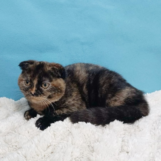 千葉県のスコティッシュフォールド (かねだい四街道店/2025年7月4日生まれ/女の子/トーティーシェル)の子猫の4枚目の画像