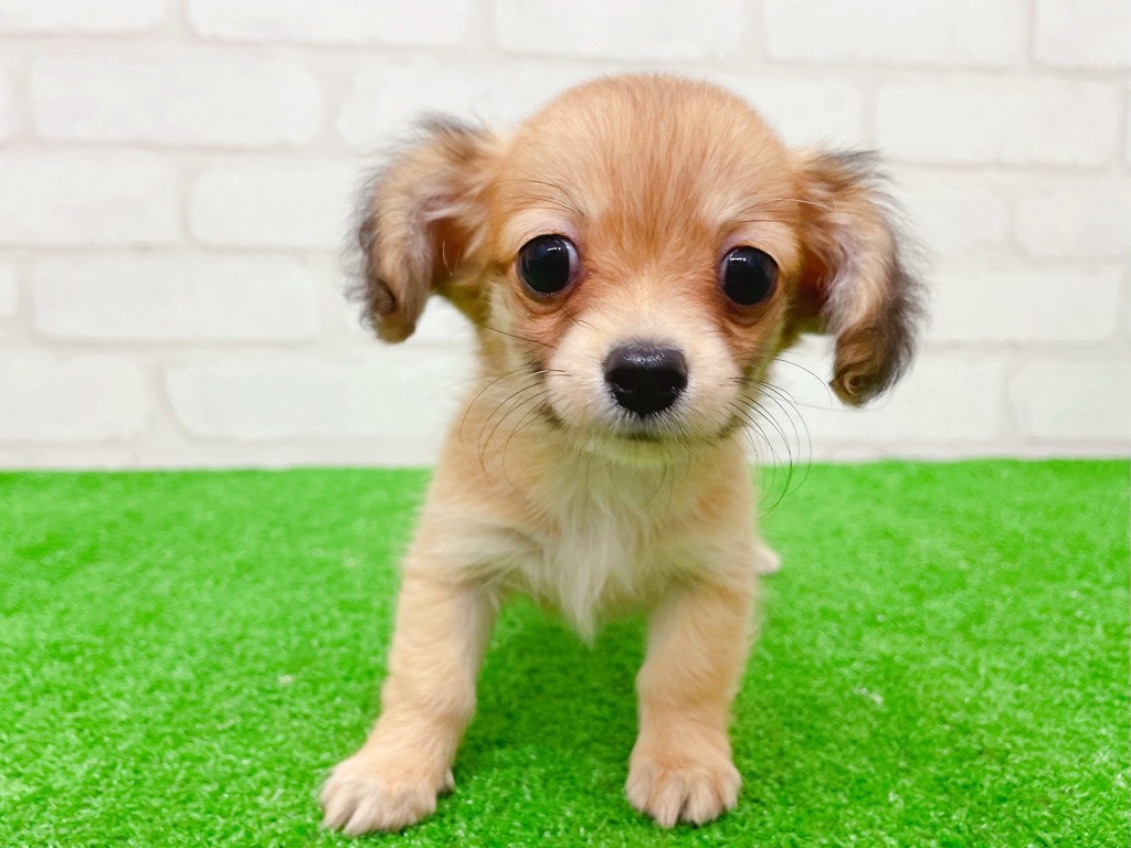 東京都のチワックス(チワワ×ダックス) (かねだい立川店/2025年8月24日生まれ/女の子/レッド)の子犬の1枚目の画像