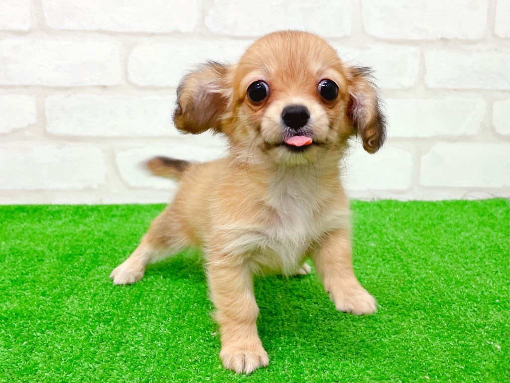 東京都のチワックス(チワワ×ダックス) (かねだい立川店/2025年8月24日生まれ/女の子/レッド)の子犬の2枚目の画像