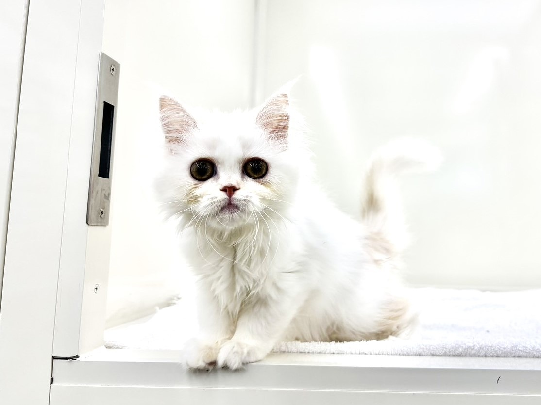 東京都のラガマフィン (かねだい本町田店/2025年7月24日生まれ/女の子/レッドホワイト)の子猫の2枚目の画像