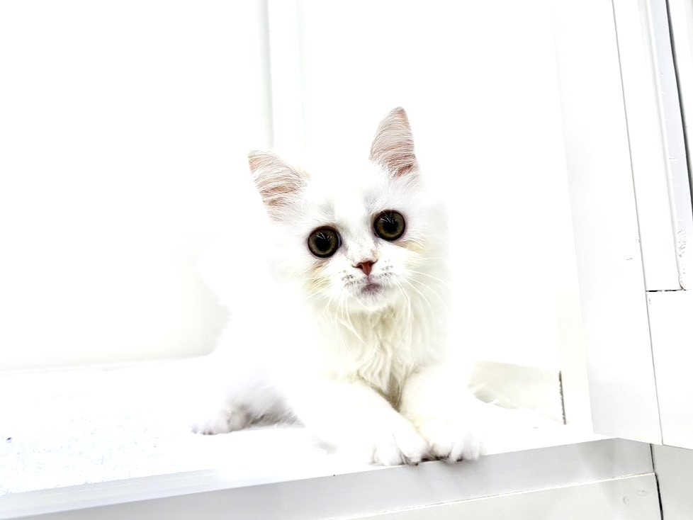 東京都のラガマフィン (かねだい本町田店/2025年7月24日生まれ/女の子/レッドホワイト)の子猫の3枚目の画像