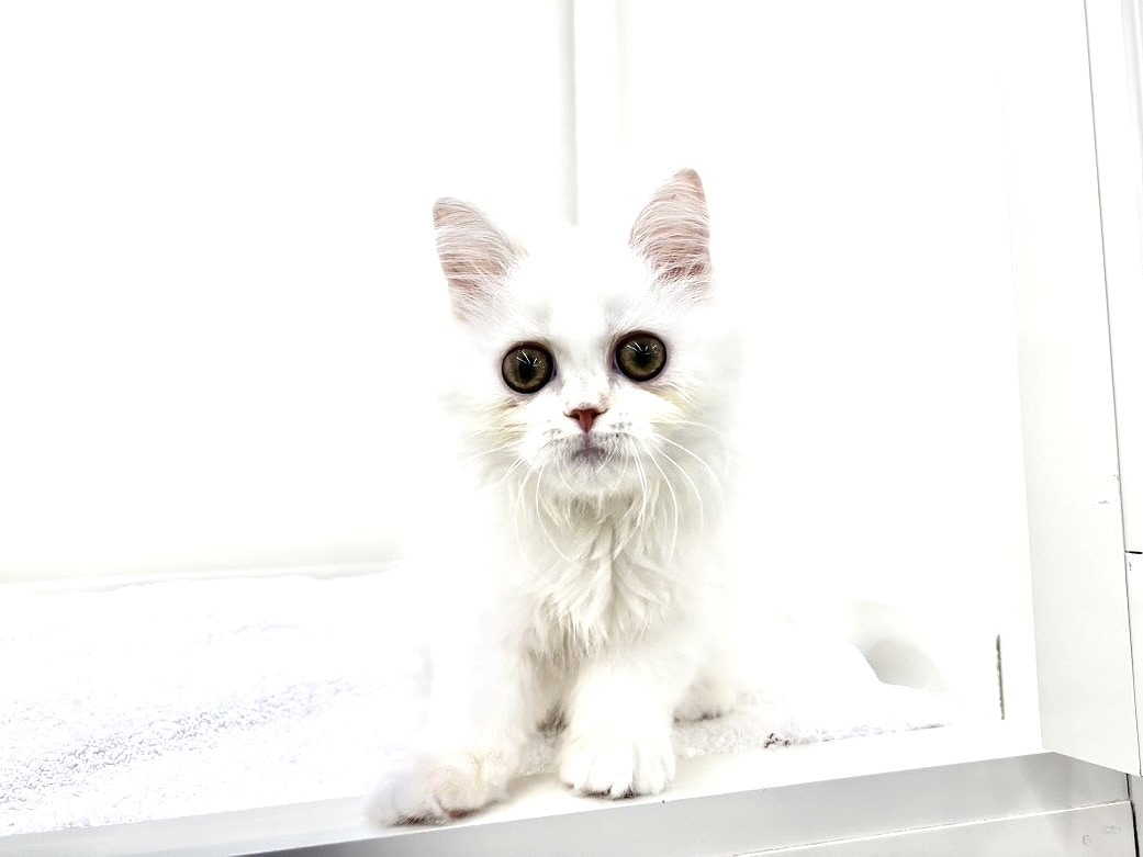 東京都のラガマフィン (かねだい本町田店/2025年7月24日生まれ/女の子/レッドホワイト)の子猫の4枚目の画像