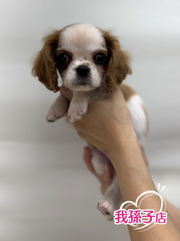 千葉県のキャバリアキングチャールズスパニエル (かねだい我孫子店/2025年8月28日生まれ/男の子/ブレンハイム)の子犬の1枚目の画像