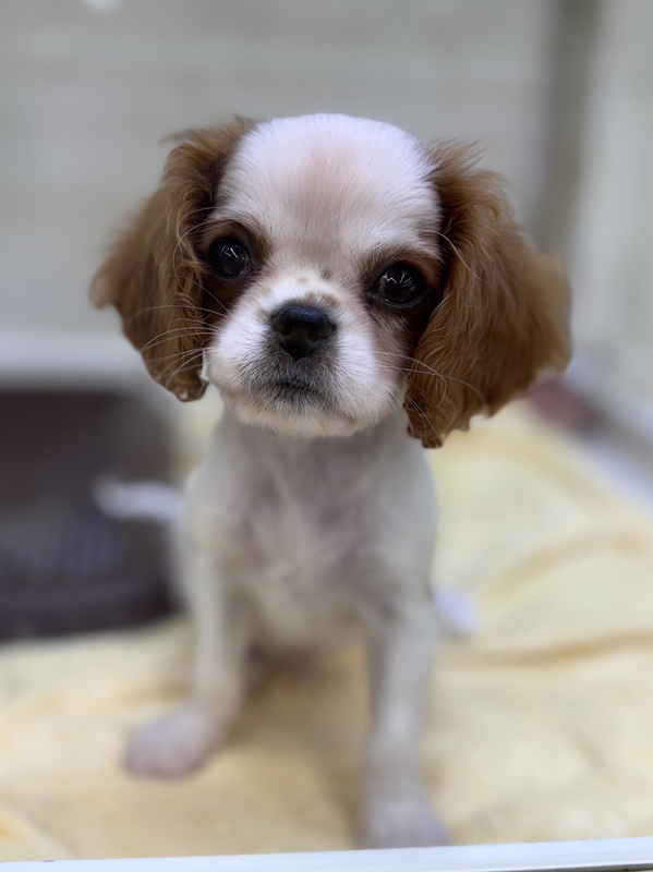 千葉県のキャバリアキングチャールズスパニエル (かねだい我孫子店/2025年8月28日生まれ/男の子/ブレンハイム)の子犬の2枚目の画像