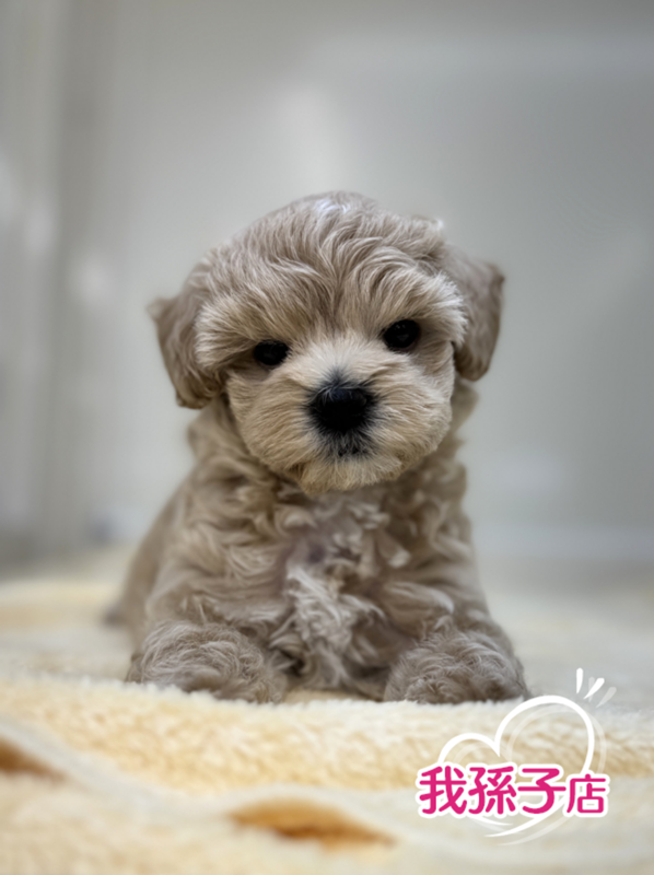 千葉県のハーフ犬・ミックス犬 (かねだい我孫子店/2025年9月6日生まれ/女の子/クリーム)の子犬の1枚目の画像