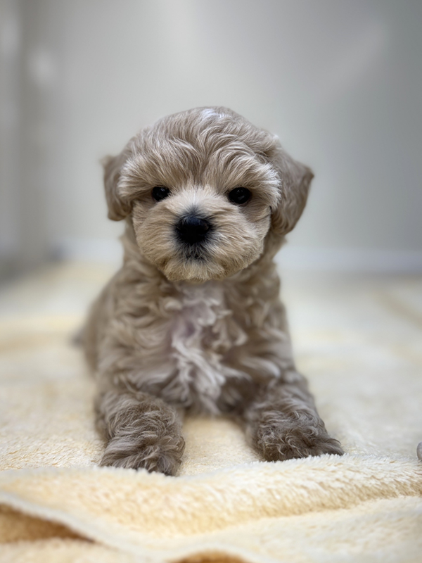 千葉県のハーフ犬・ミックス犬 (かねだい我孫子店/2025年9月6日生まれ/女の子/クリーム)の子犬の2枚目の画像