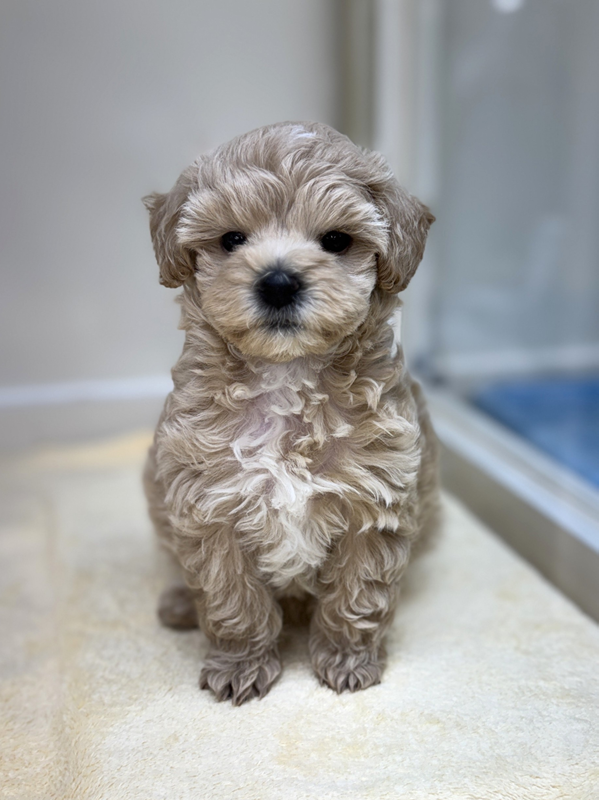 千葉県のハーフ犬・ミックス犬 (かねだい我孫子店/2025年9月6日生まれ/女の子/クリーム)の子犬の3枚目の画像