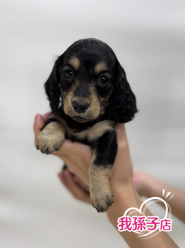 千葉県のミニチュアダックスフンド(ロング) (かねだい我孫子店/2025年9月6日生まれ/男の子/ブラックイエロー)の子犬の1枚目の画像