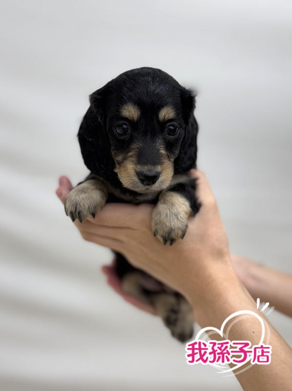 千葉県のミニチュアダックスフンド(ロング) (かねだい我孫子店/2025年9月6日生まれ/女の子/ブラックイエロー)の子犬の1枚目の画像