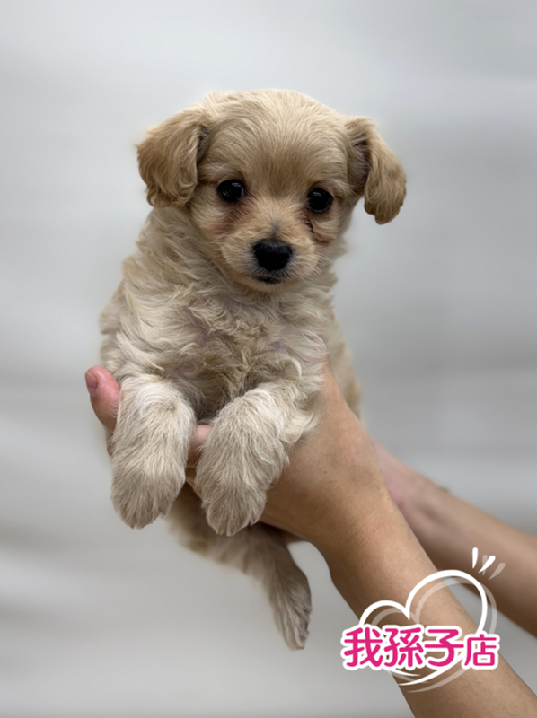 千葉県のチワプー/プーチー(チワワ×プードル) (かねだい我孫子店/2025年9月6日生まれ/男の子/アプリコット)の子犬の1枚目の画像