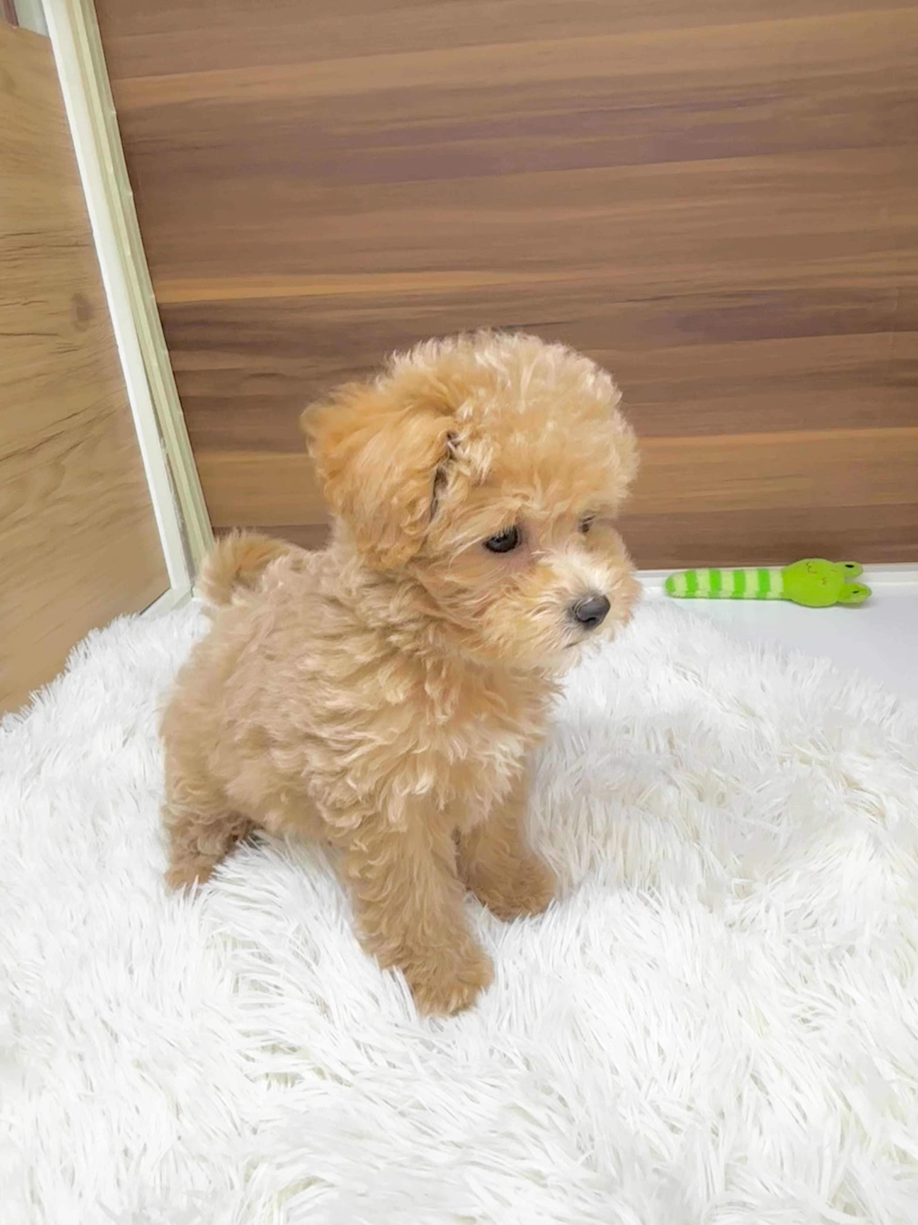 群馬県のビションプー(ビションフリーゼ×プードル) (かねだいペットトライアル桐生/2025年8月10日生まれ/女の子/クリーム)の子犬の3枚目の画像