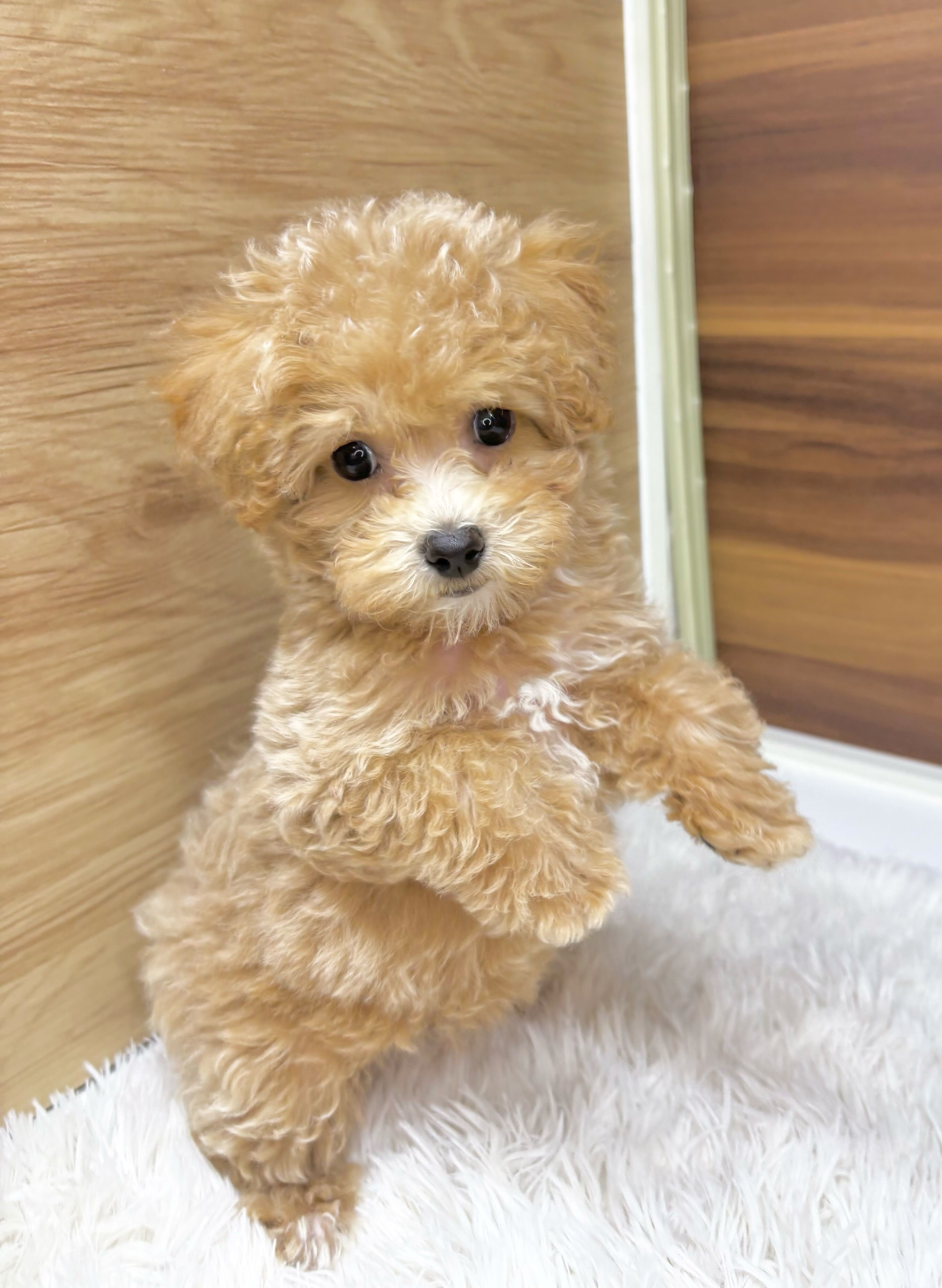 群馬県のビションプー(ビションフリーゼ×プードル) (かねだいペットトライアル桐生/2025年8月10日生まれ/女の子/クリーム)の子犬の2枚目の画像