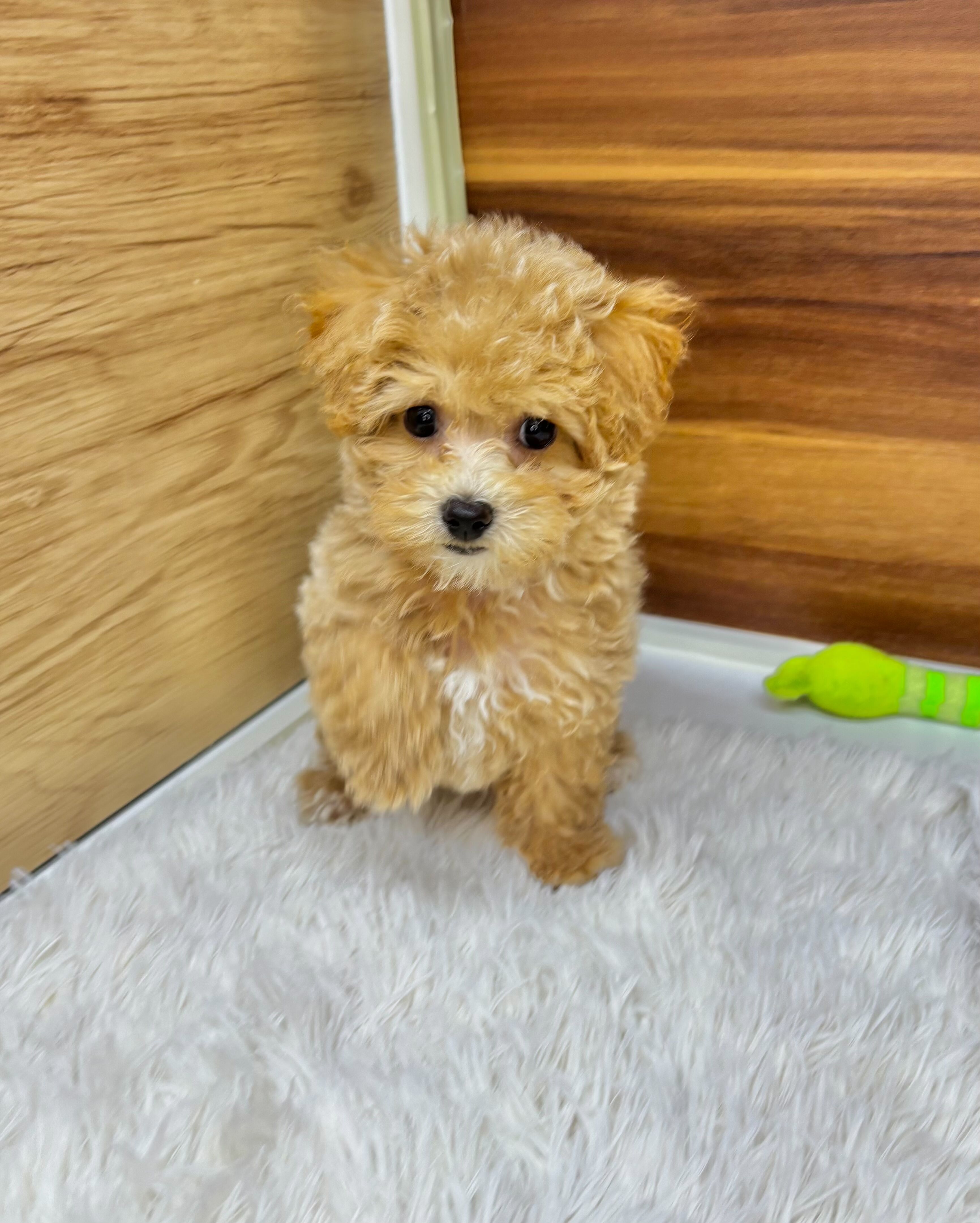 群馬県のビションプー(ビションフリーゼ×プードル) (かねだいペットトライアル桐生/2025年8月10日生まれ/女の子/クリーム)の子犬の4枚目の画像