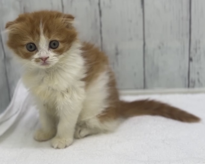 千葉県のスコティッシュフォールド (かねだい千葉店/2025年9月7日生まれ/女の子/レッドタビーホワイト)の子猫の4枚目の画像