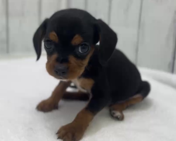 千葉県のハーフ犬・ミックス犬 (かねだい千葉店/2025年9月4日生まれ/男の子/ブラックタン)の子犬の4枚目の画像