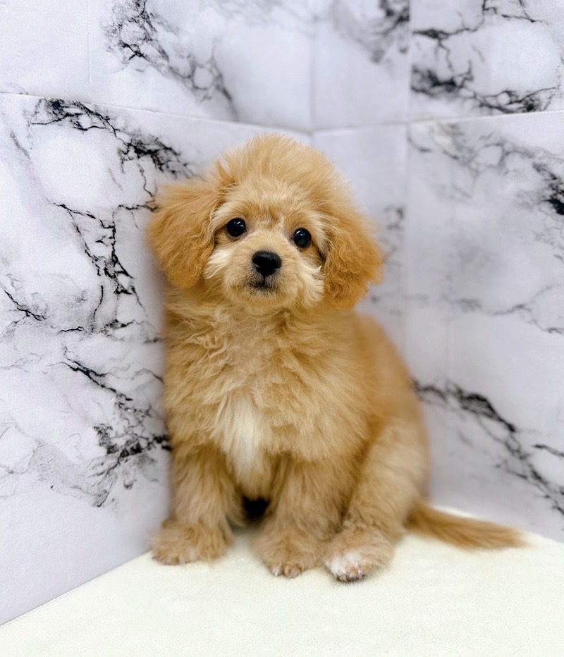 神奈川県のビションプー(ビションフリーゼ×プードル) (かねだい東戸塚店/2025年8月1日生まれ/男の子/アプリコット)の子犬の2枚目の画像