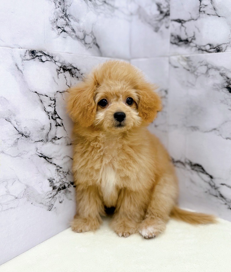 神奈川県のビションプー(ビションフリーゼ×プードル) (かねだい東戸塚店/2025年8月1日生まれ/男の子/アプリコット)の子犬の3枚目の画像