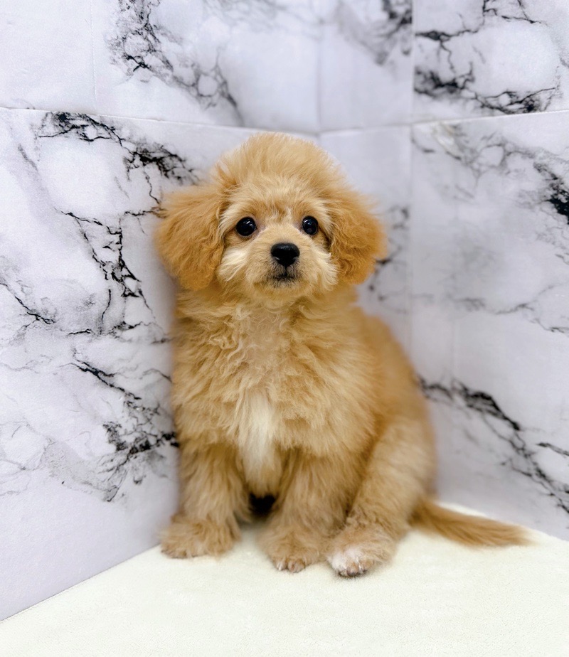 神奈川県のビションプー(ビションフリーゼ×プードル) (かねだい東戸塚店/2025年8月1日生まれ/男の子/アプリコット)の子犬の4枚目の画像