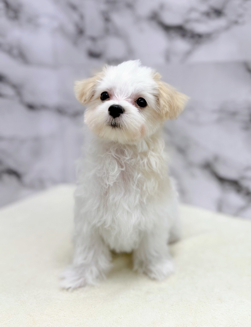 神奈川県のマルチーズ (かねだい東戸塚店/2025年8月7日生まれ/女の子/ホワイト)の子犬の1枚目の画像