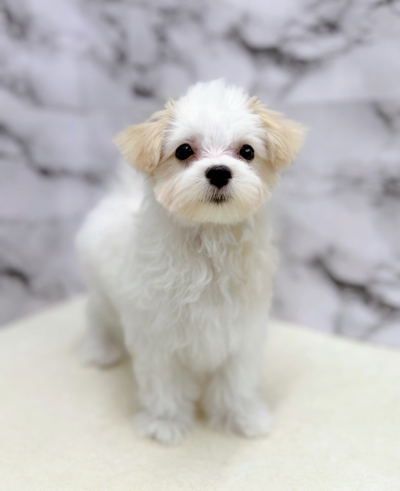 神奈川県のマルチーズ (かねだい東戸塚店/2025年8月7日生まれ/女の子/ホワイト)の子犬の2枚目の画像