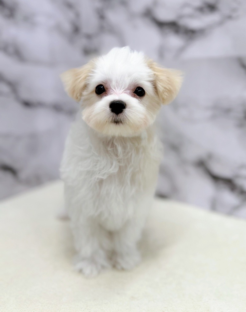 神奈川県のマルチーズ (かねだい東戸塚店/2025年8月7日生まれ/女の子/ホワイト)の子犬の3枚目の画像