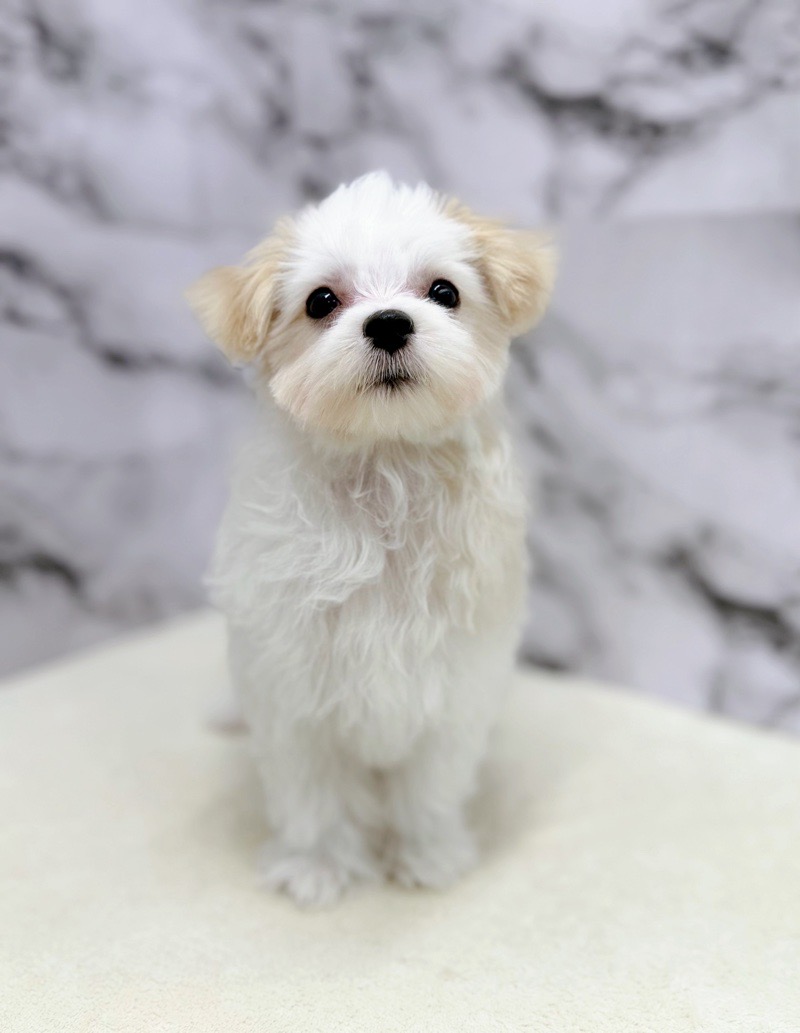 神奈川県のマルチーズ (かねだい東戸塚店/2025年8月7日生まれ/女の子/ホワイト)の子犬の4枚目の画像