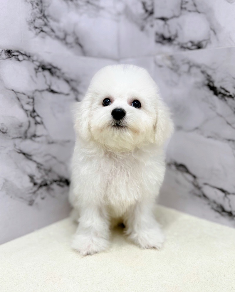 神奈川県のビションフリーゼ (かねだい東戸塚店/2025年8月6日生まれ/男の子/ホワイト)の子犬の1枚目の画像