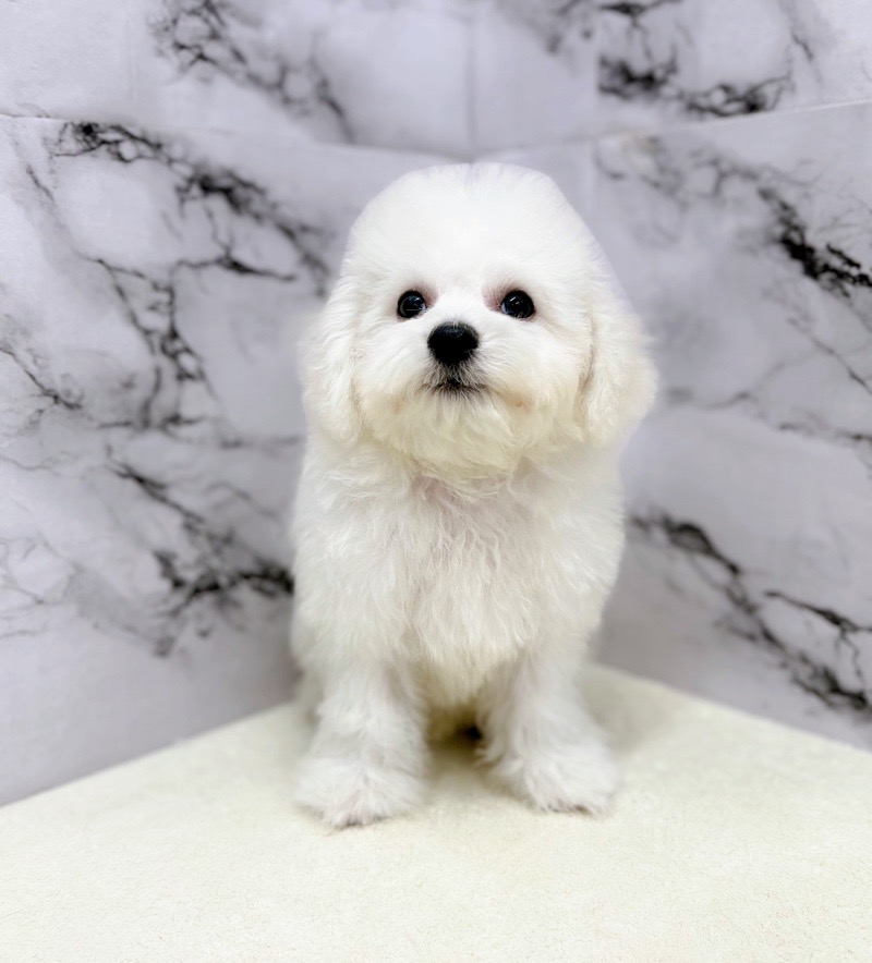 神奈川県のビションフリーゼ (かねだい東戸塚店/2025年8月6日生まれ/男の子/ホワイト)の子犬の2枚目の画像