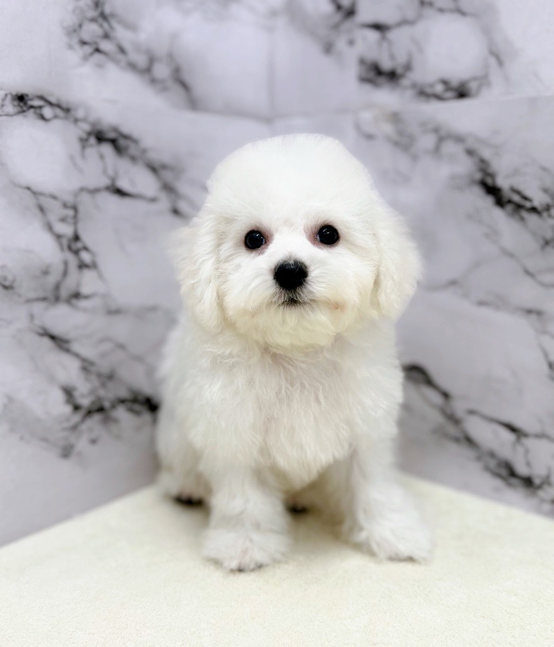 神奈川県のビションフリーゼ (かねだい東戸塚店/2025年8月6日生まれ/男の子/ホワイト)の子犬の3枚目の画像