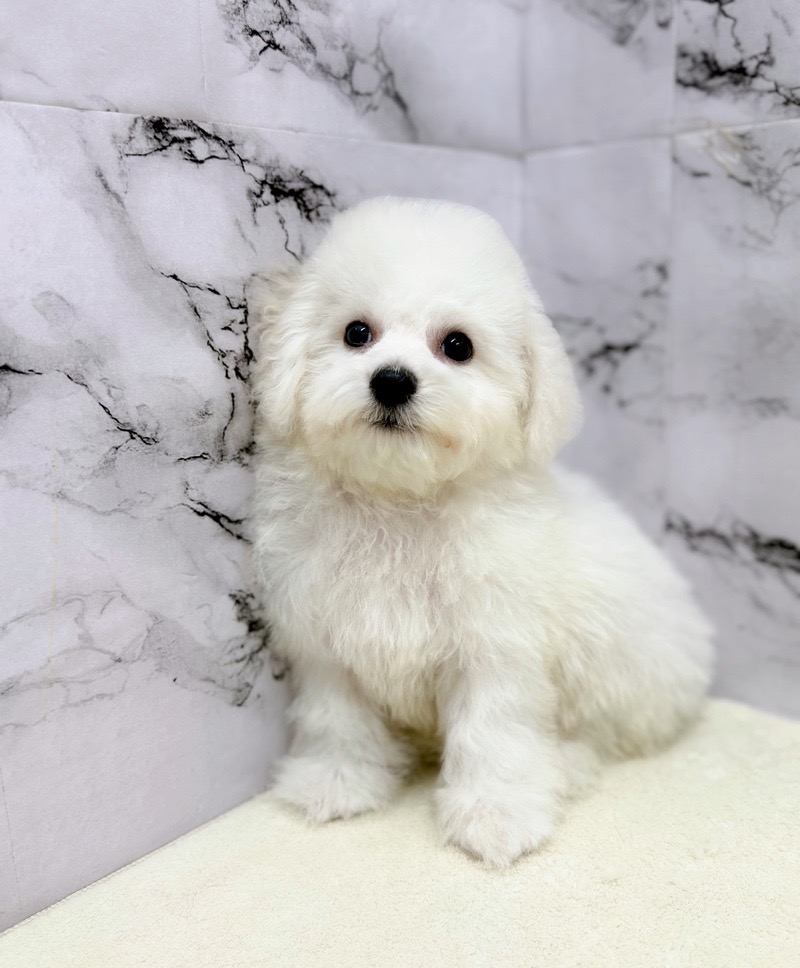 神奈川県のビションフリーゼ (かねだい東戸塚店/2025年8月6日生まれ/男の子/ホワイト)の子犬の4枚目の画像