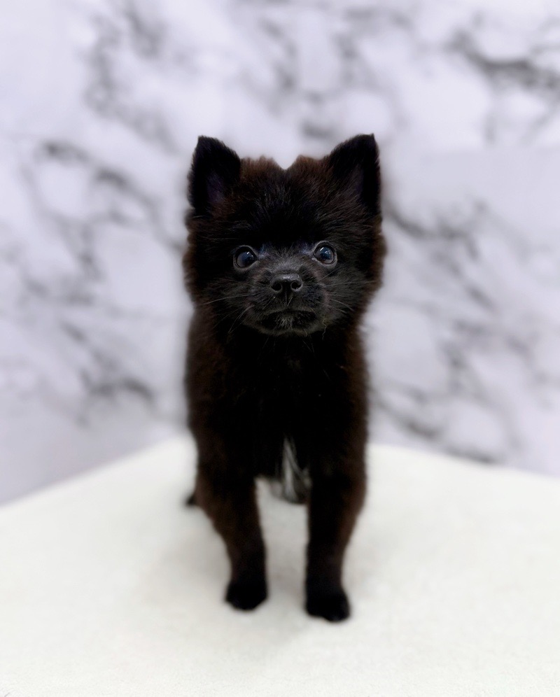 神奈川県のポメラニアン (かねだい東戸塚店/2025年8月23日生まれ/男の子/ブラック)の子犬の1枚目の画像