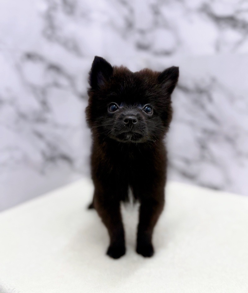 神奈川県のポメラニアン (かねだい東戸塚店/2025年8月23日生まれ/男の子/ブラック)の子犬の2枚目の画像