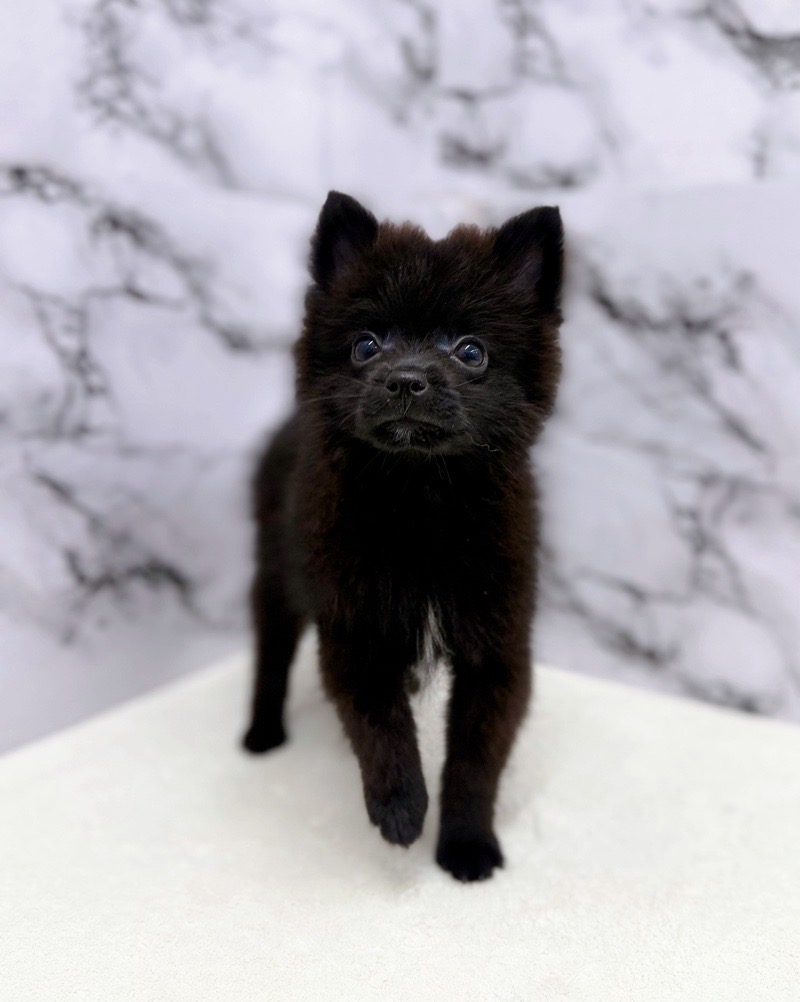 神奈川県のポメラニアン (かねだい東戸塚店/2025年8月23日生まれ/男の子/ブラック)の子犬の3枚目の画像