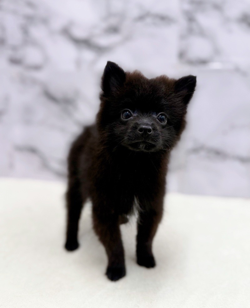 神奈川県のポメラニアン (かねだい東戸塚店/2025年8月23日生まれ/男の子/ブラック)の子犬の4枚目の画像