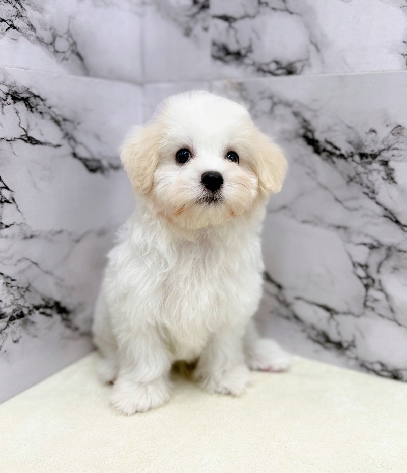 □kohfujiさま専用愛犬マルチーズちゃんオーダー確認用ページ