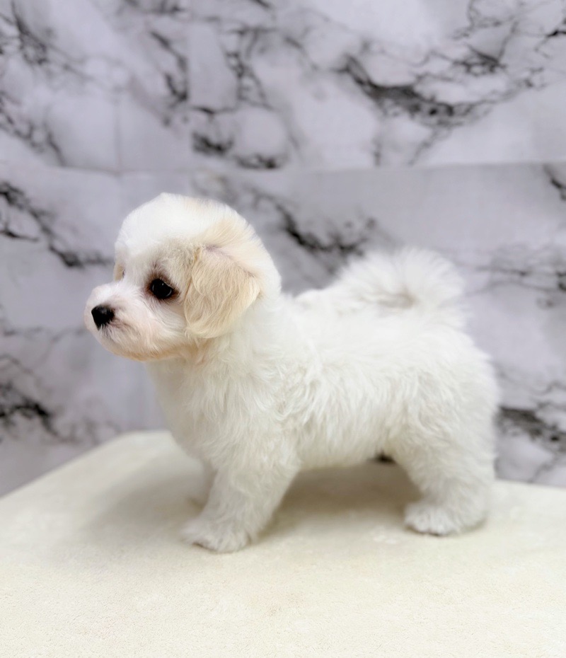 価格の安い◾️犬MIX【父：マルチーズ3.0kg×母：ビション5.0kg】♂【11