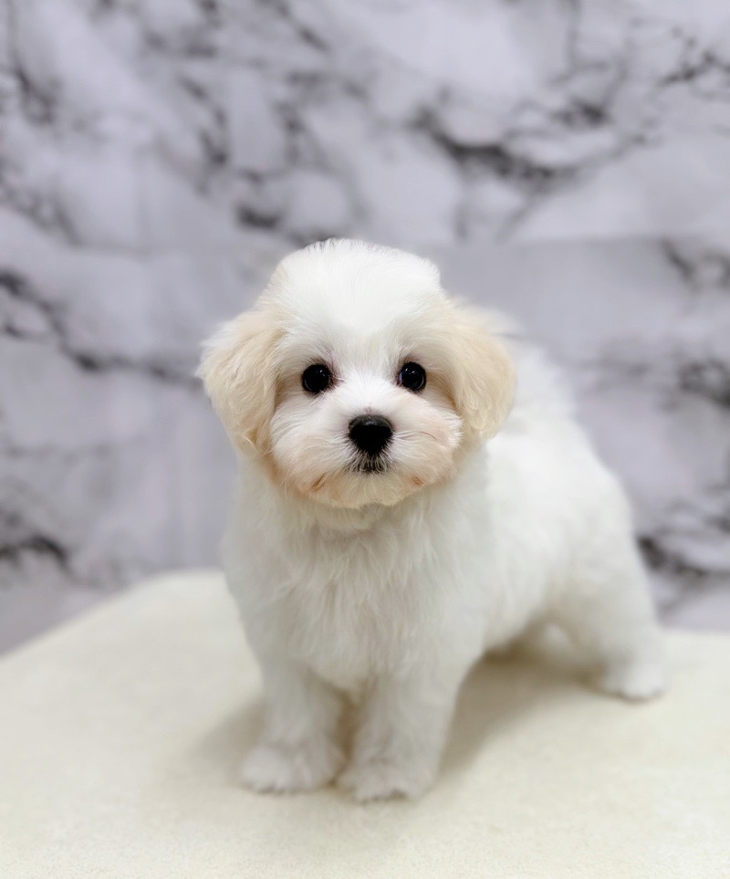 もりいぬ 犬 口輪 マズル カラフル 犬の口輪 無駄吠え 噛みつき 拾い食い防止