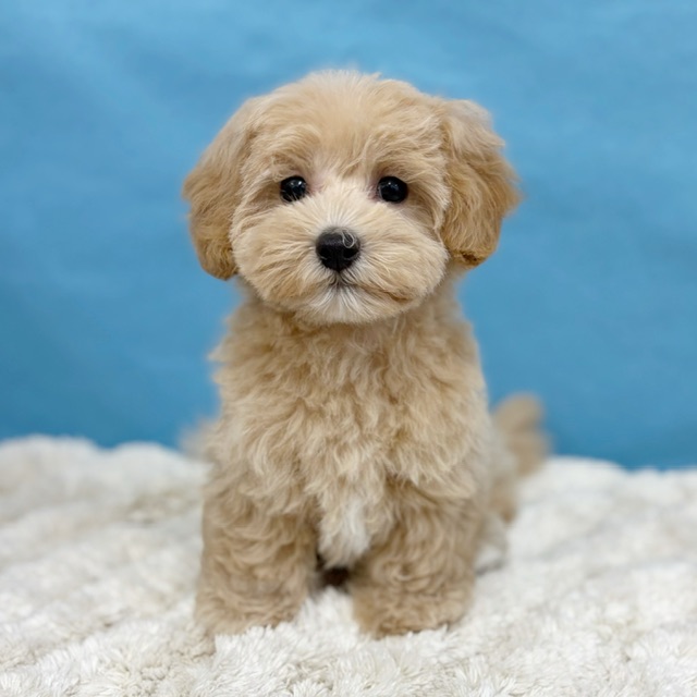 千葉県のマルプー(マルチーズ×プードル) (かねだい四街道店/2025年8月23日生まれ/女の子/クリーム)の子犬の1枚目の画像