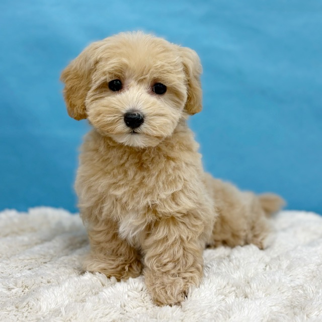 千葉県のマルプー(マルチーズ×プードル) (かねだい四街道店/2025年8月23日生まれ/女の子/クリーム)の子犬の2枚目の画像